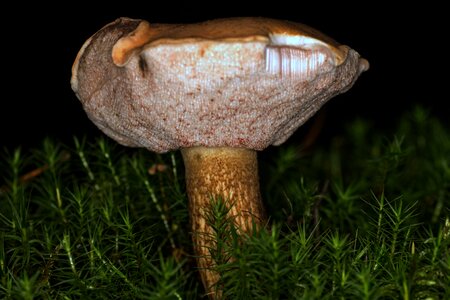 Common tylopilus macro bitterling
