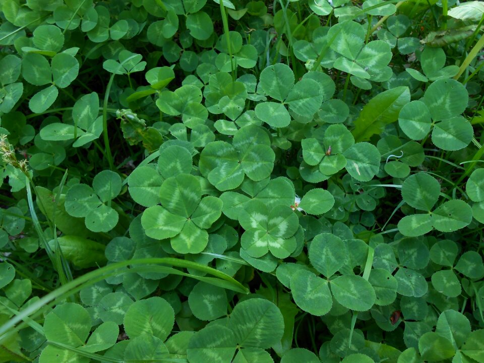 Auspicious symbols shamrocks plant