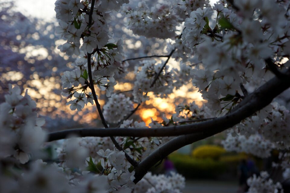 Bloom sunset sunlight