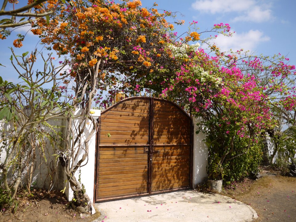 Gate bougainvillea home