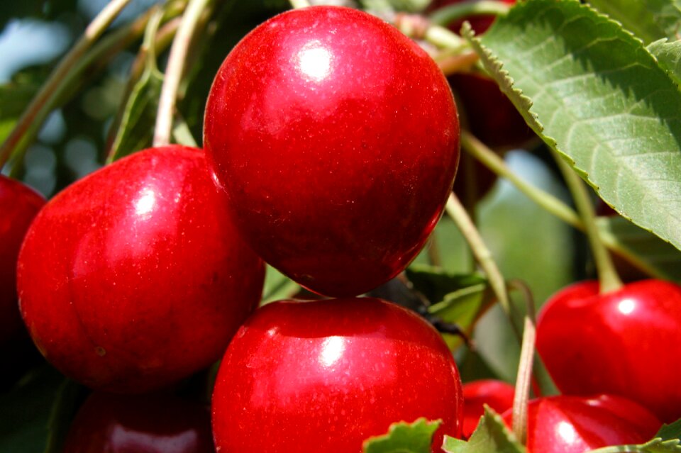 Nature cherry vitamin