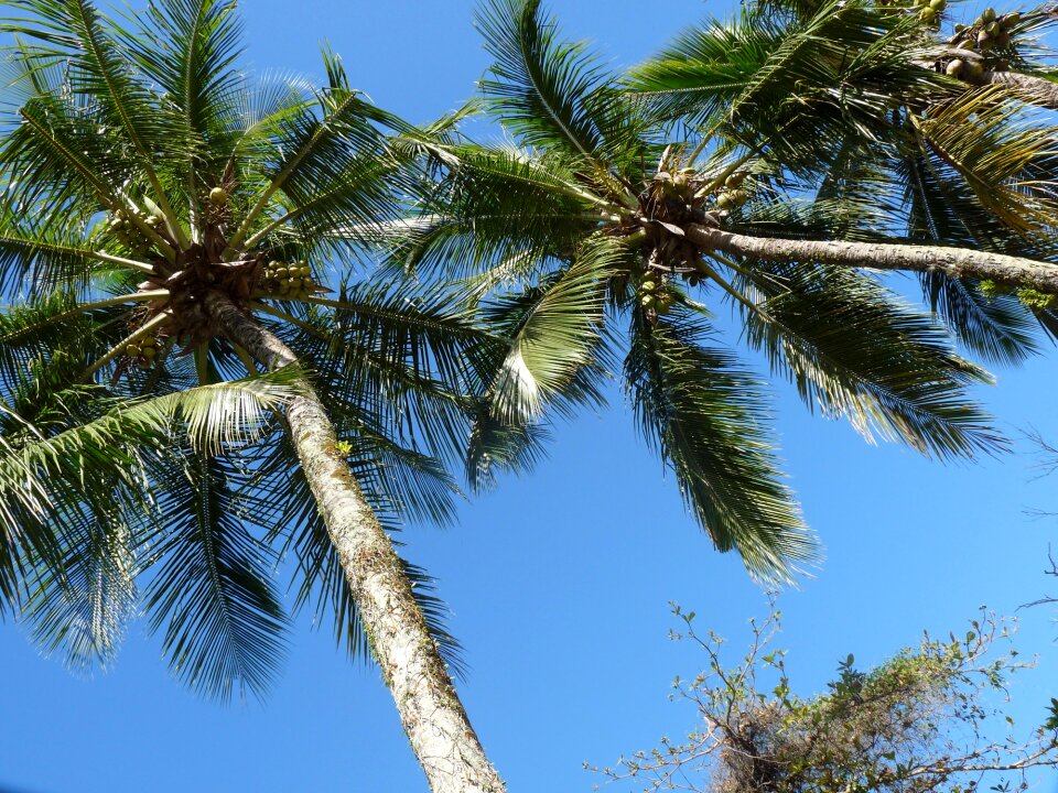 Ubatuba são paulo brazil
