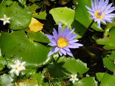 Flowers bali water basin photo