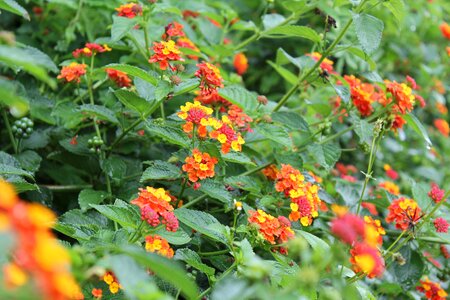 Bits plant nature