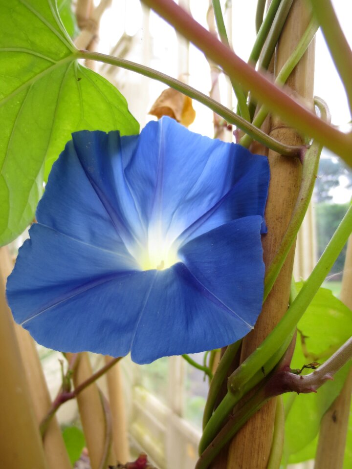 Blue botany