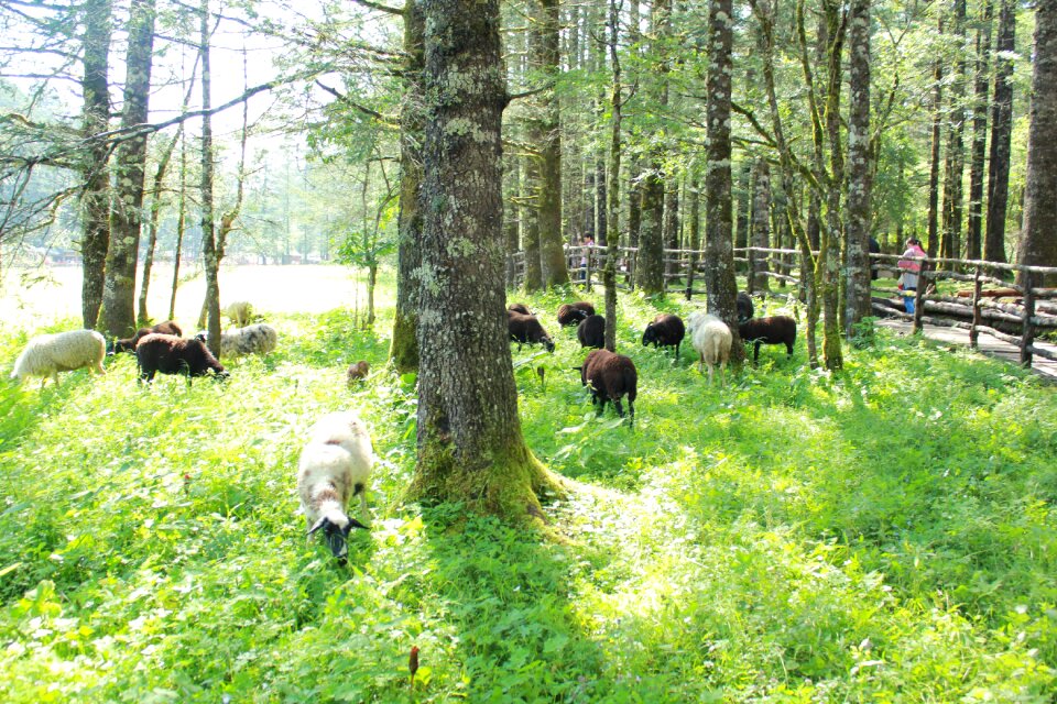 Animal woods nature