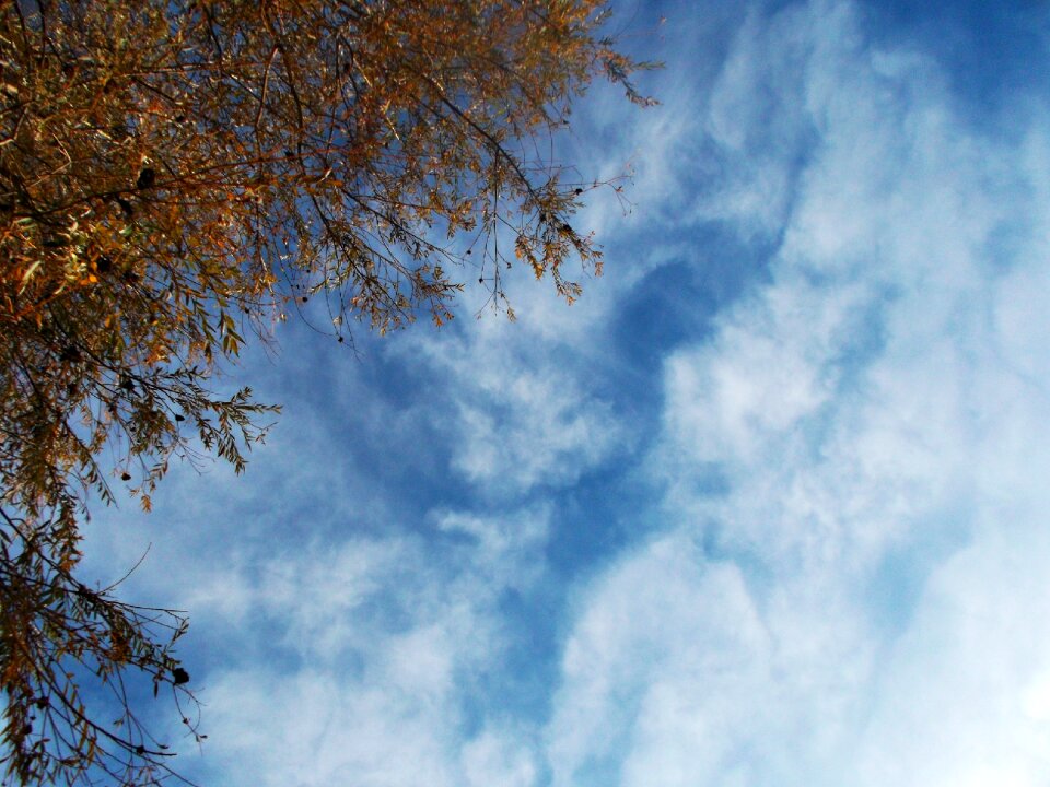 Clouds forest light