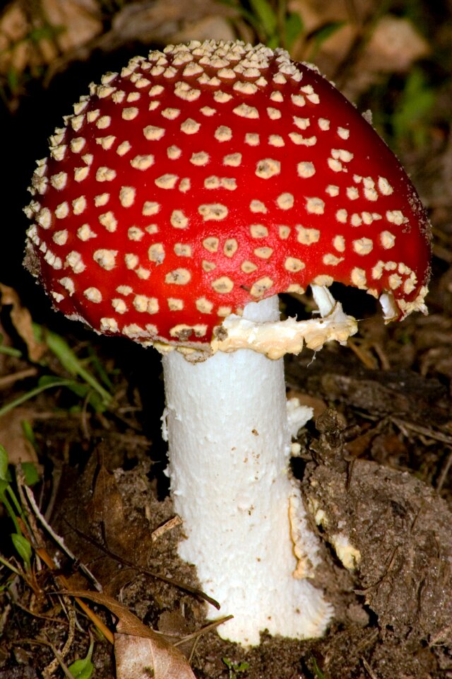 Mushroom red fly agaric mushroom matryoshka