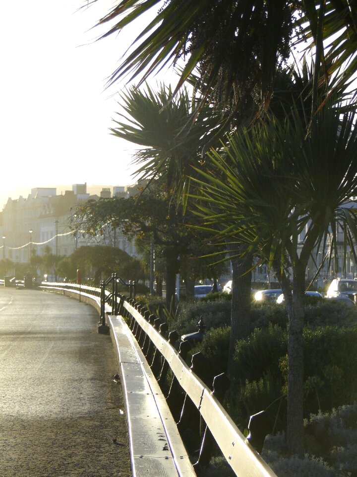 Vacations palm backlighting