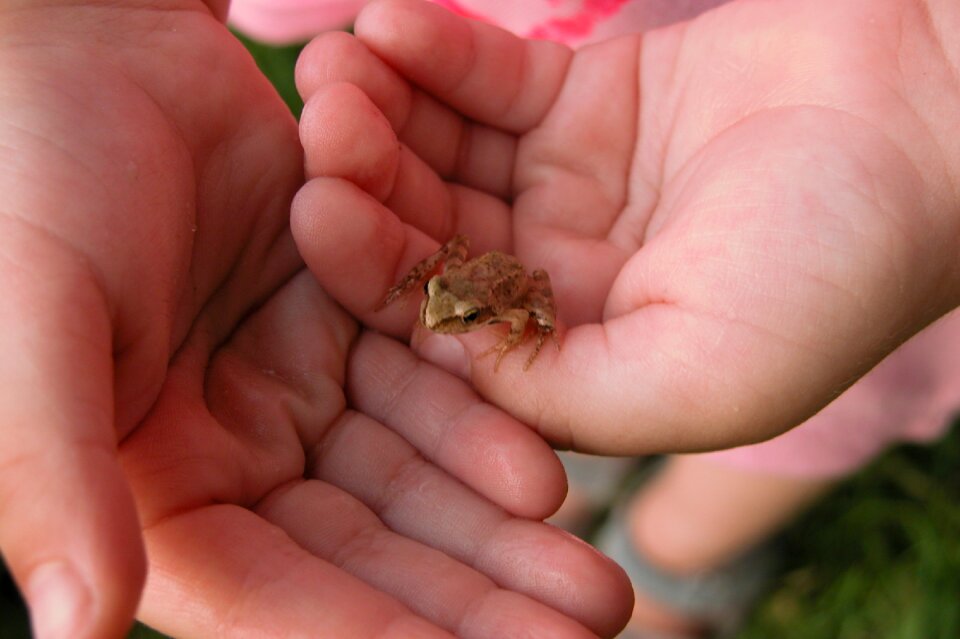 Child care frog the frog