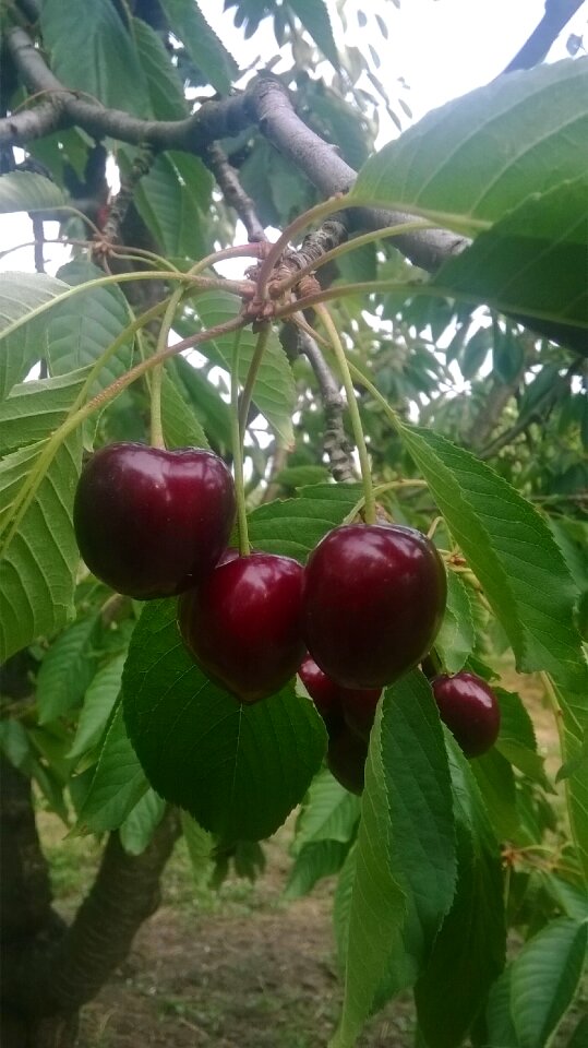 Fine sweet nagyszemü