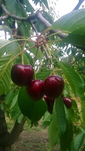 Fine sweet nagyszemü