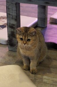 Animals feline domestic animal