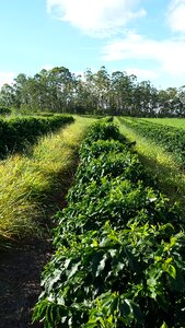 Plantation farm crop