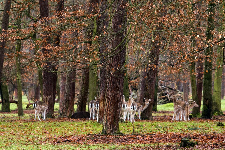 Wild fallow deer red deer