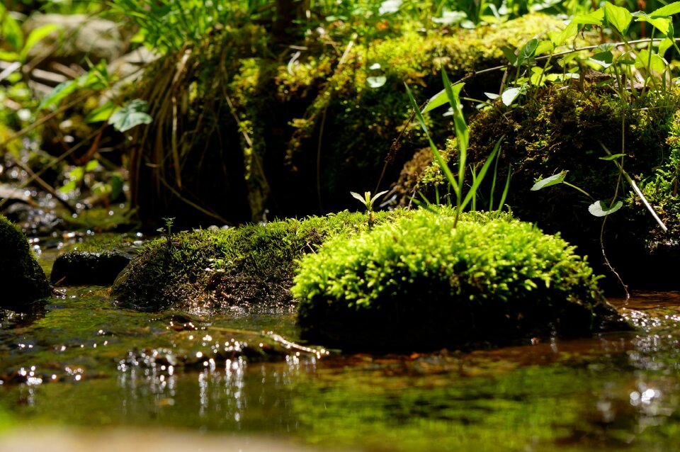 Stream moss plants