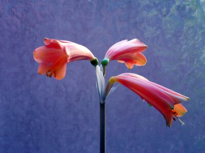 Amaryllis plant inflorescence plant photo