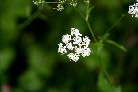 Nature plant summer