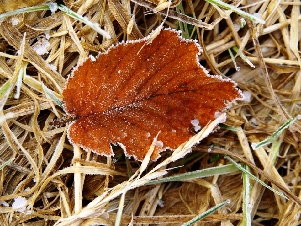 Leaves fallen dry photo