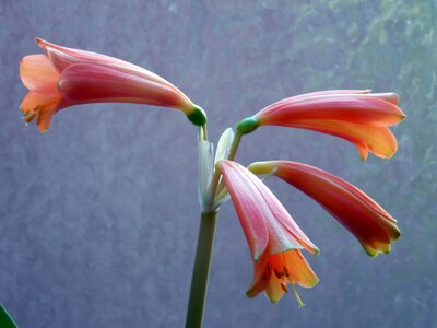 Amaryllis plant inflorescence plant photo