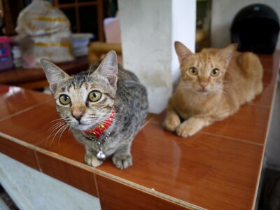 Cat bali my home