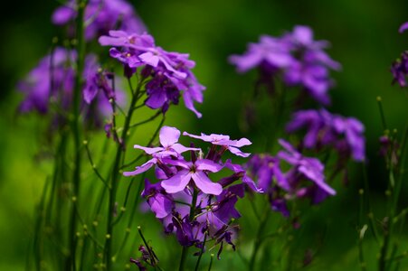 Violet nature flora photo