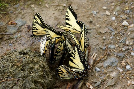 Swallowtail papilio machaon