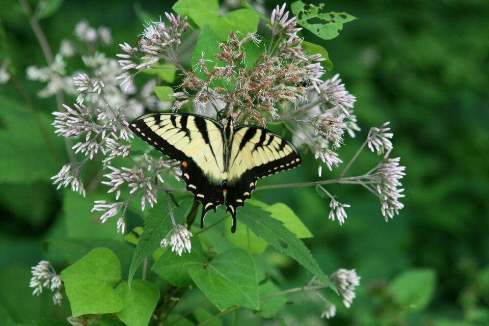 Swallowtail papilio machaon