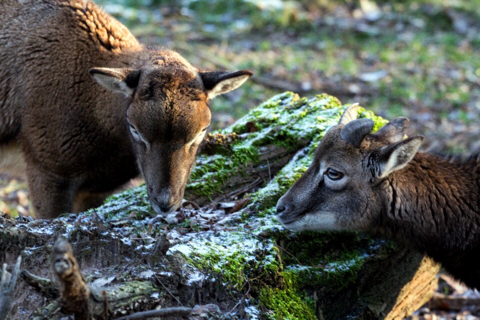 Capricorn wild animals