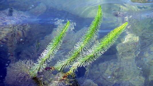 Plant waters nature