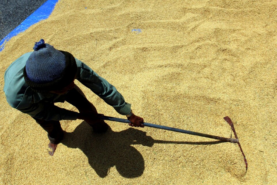 Rice agriculture harvest
