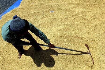 Rice agriculture harvest
