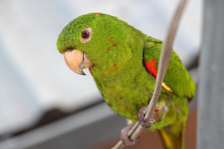Maritaca bird brazil