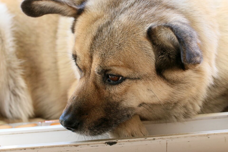 Animal dog eye