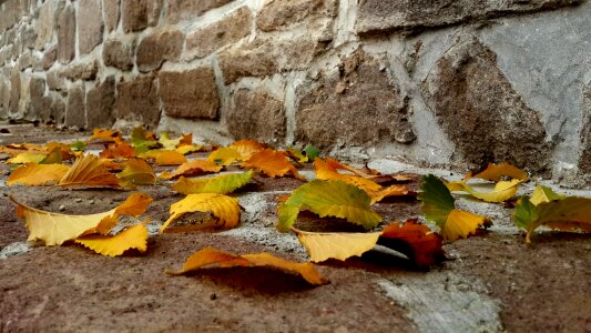 Leaves autumn sille