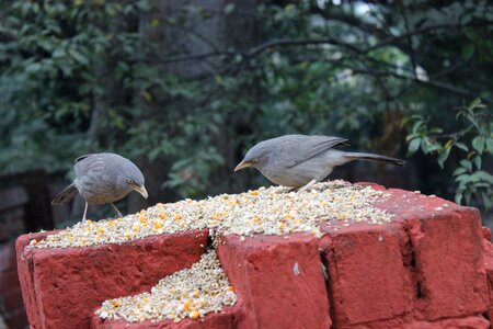 Eating wheat baradari garden