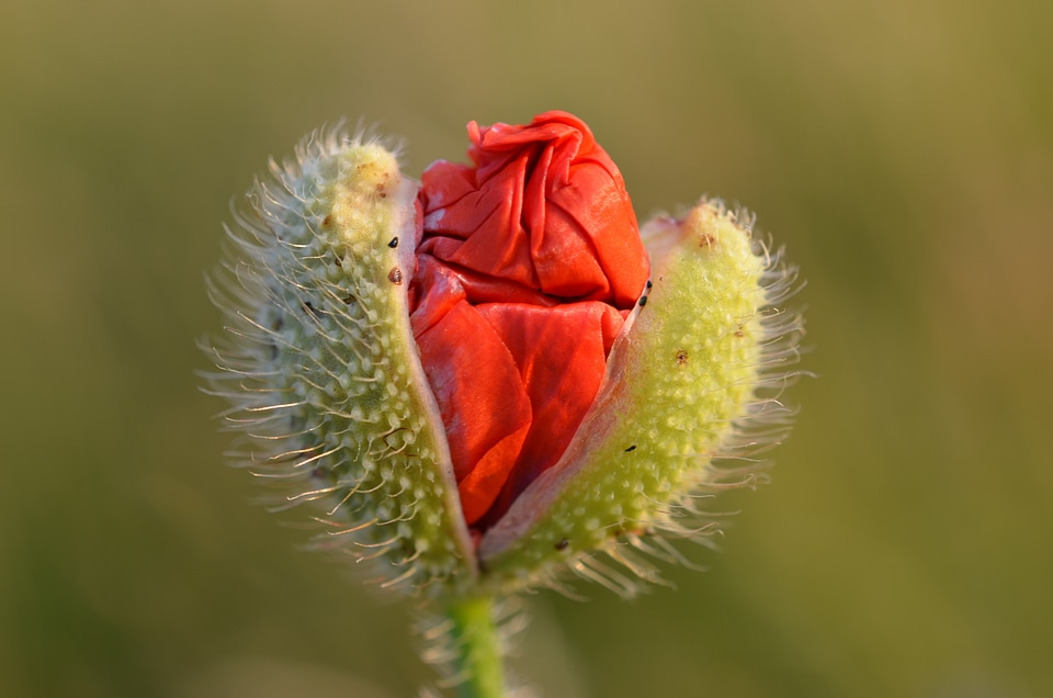 Poppy summer spring