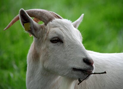 Ruminant paarhufer domestic goat photo