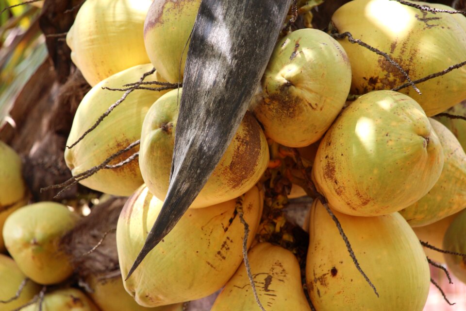 Brazil nature green coconut