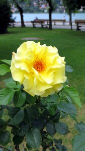 Recovery rest flower