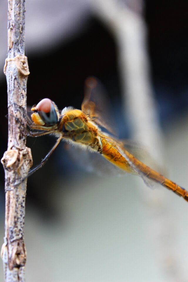 Natural macro