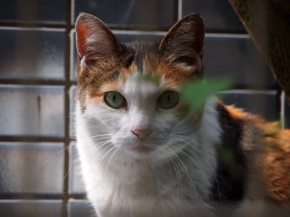 Animal cute front