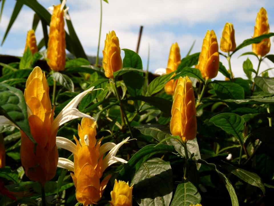 Flower yellow garden