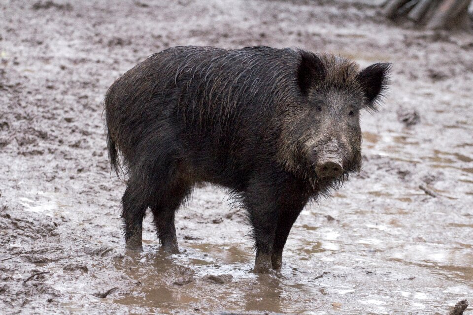 Wild boars forest wild boar