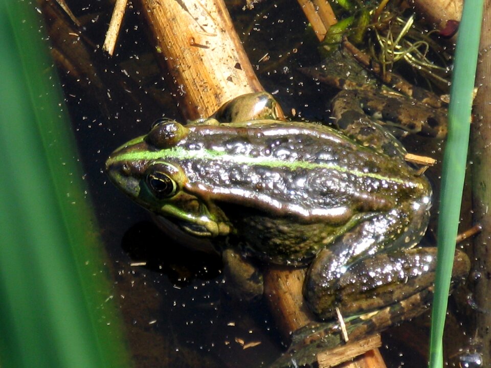 Toad amphibian nature
