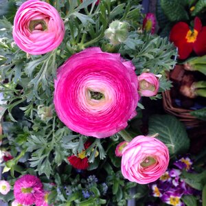 Plant spring party