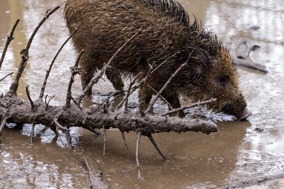 Wild boars forest wild boar