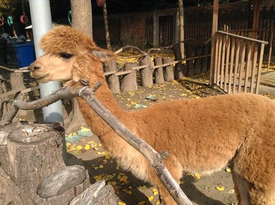 Animal alpaca moe
