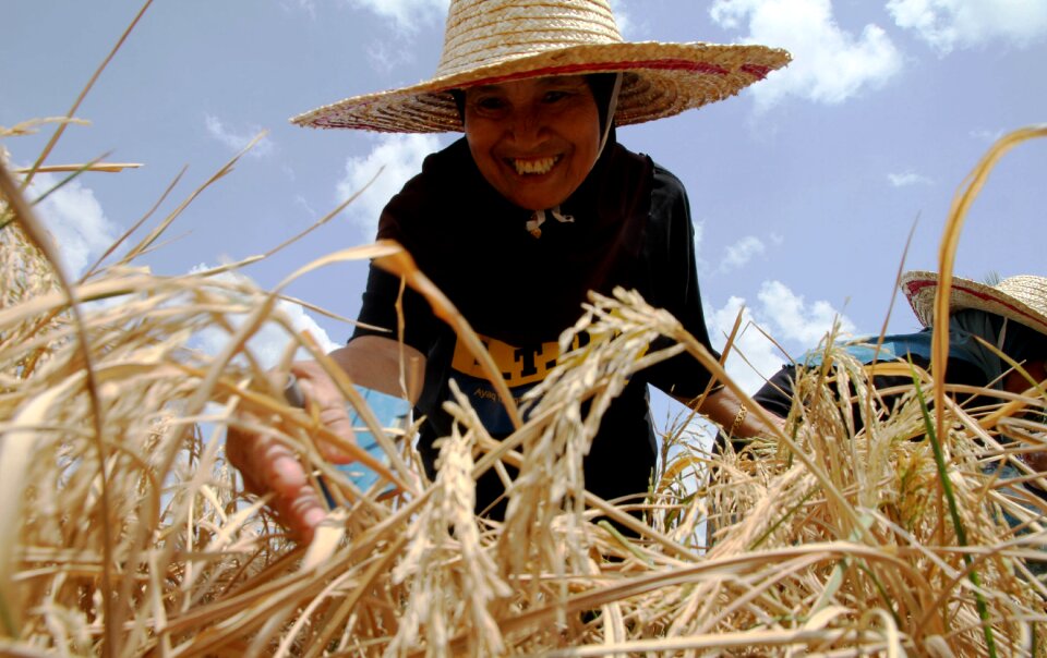 Food malaysia farm