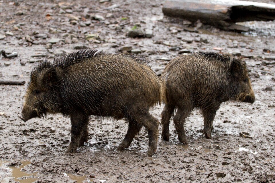 Wild boars forest wild boar